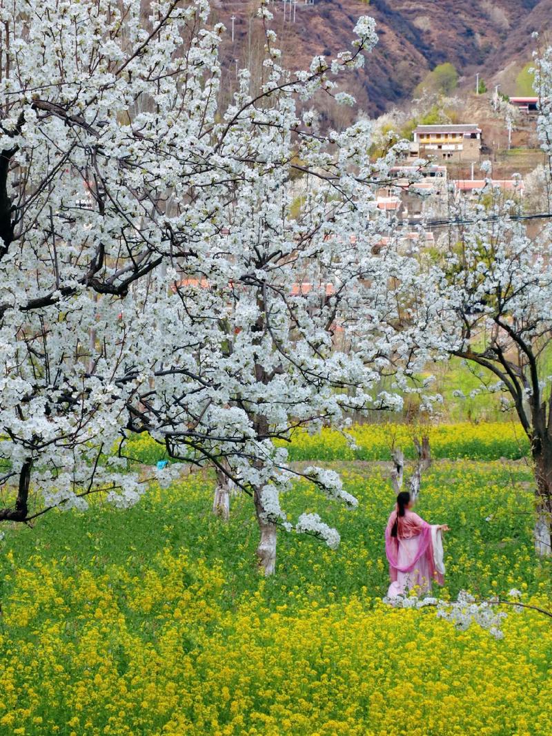 綏寧茶沖村：漫山遍野梨花開(kāi)，游人踏青賞花來(lái)