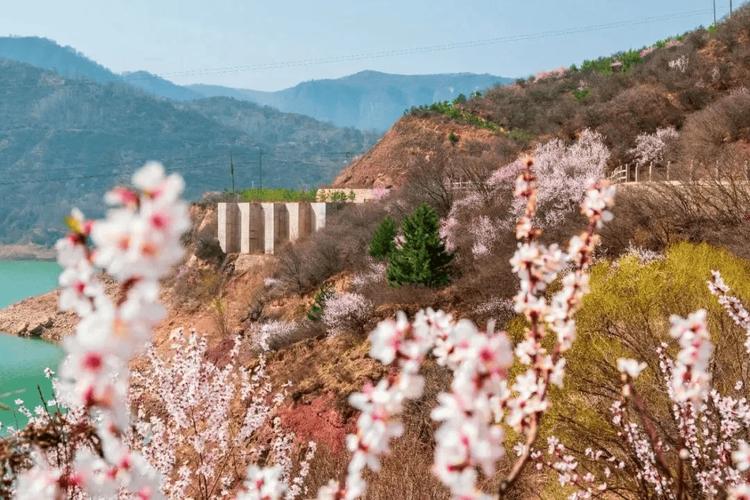 #桃花朵朵開崆峒山#平?jīng)?桃花朵朵開