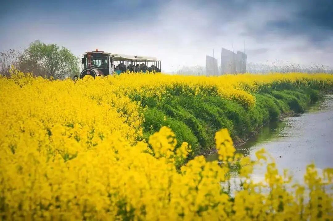 濟南吳家堡：油菜花迎來盛花期 花海醉游人