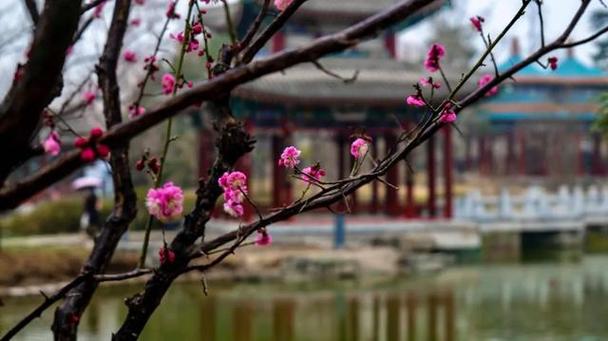 北京多家公園春花進(jìn)入最佳觀賞期，清明假期還有這些活動(dòng)