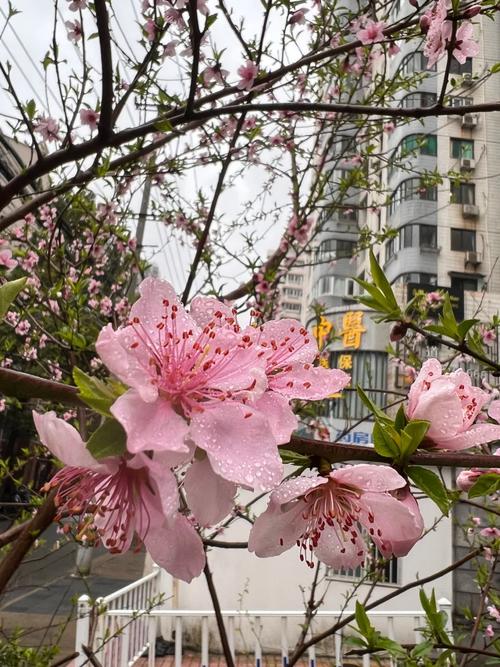 沈陽昨天下了小雨，雨后路邊的桃花更鮮