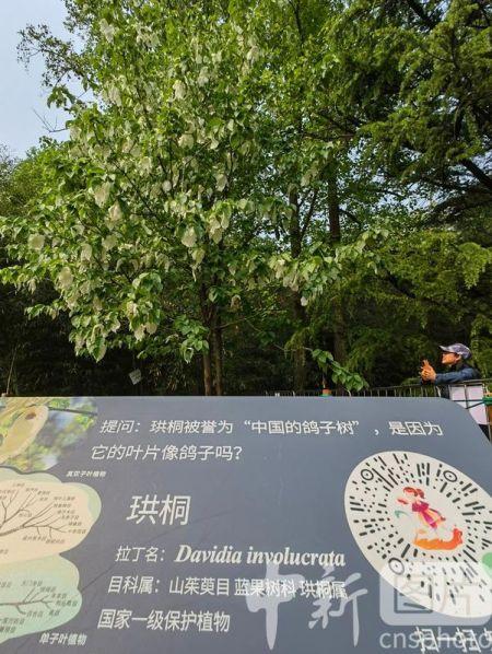 來國(guó)家植物園把珍稀“鴿子樹”巨魔芋”帶回家！