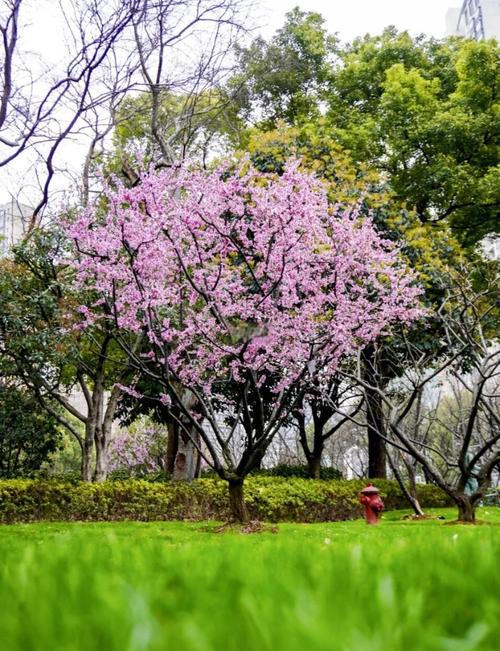 浦東湯巷公園櫻花大道正在盛開！以后近郊賞花，認(rèn)準(zhǔn)這個(gè)冷門公園