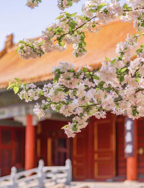 海棠花節(jié)明日開幕 賞花攻略看這里