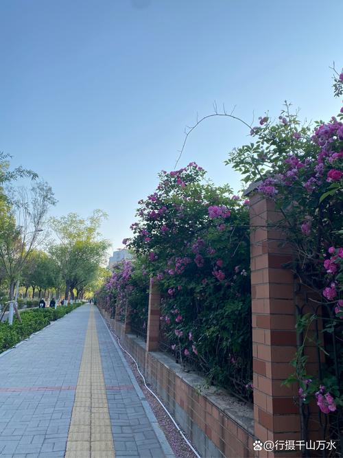 家門口的浪漫！辛甸西路薔薇花開“扮靚”春日街頭