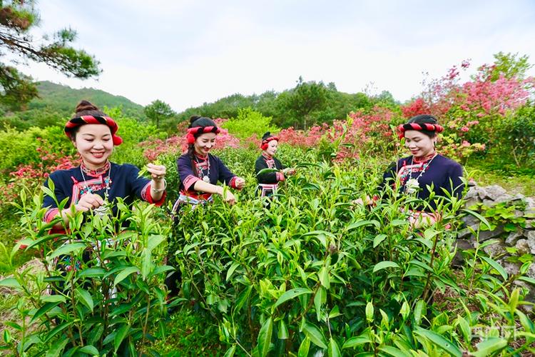 【發(fā)現(xiàn)春之美】春山上的寧德天山綠茶制茶技藝