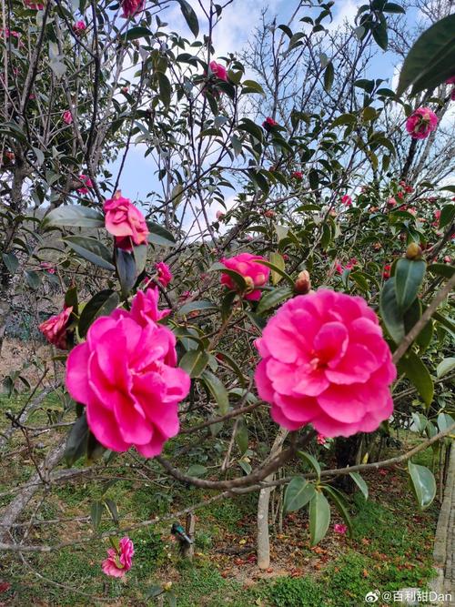 探秘云南楚雄茶花園，里邊小橋流水，風(fēng)景好 云南 楚雄 茶花園