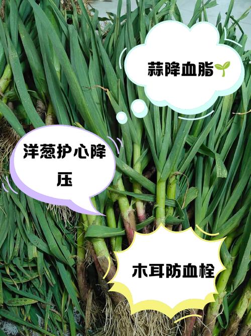 增強(qiáng)免疫力、健腦護(hù)血管！這個(gè)鮮掉眉毛的時(shí)令菜，幾塊錢能做一大盤