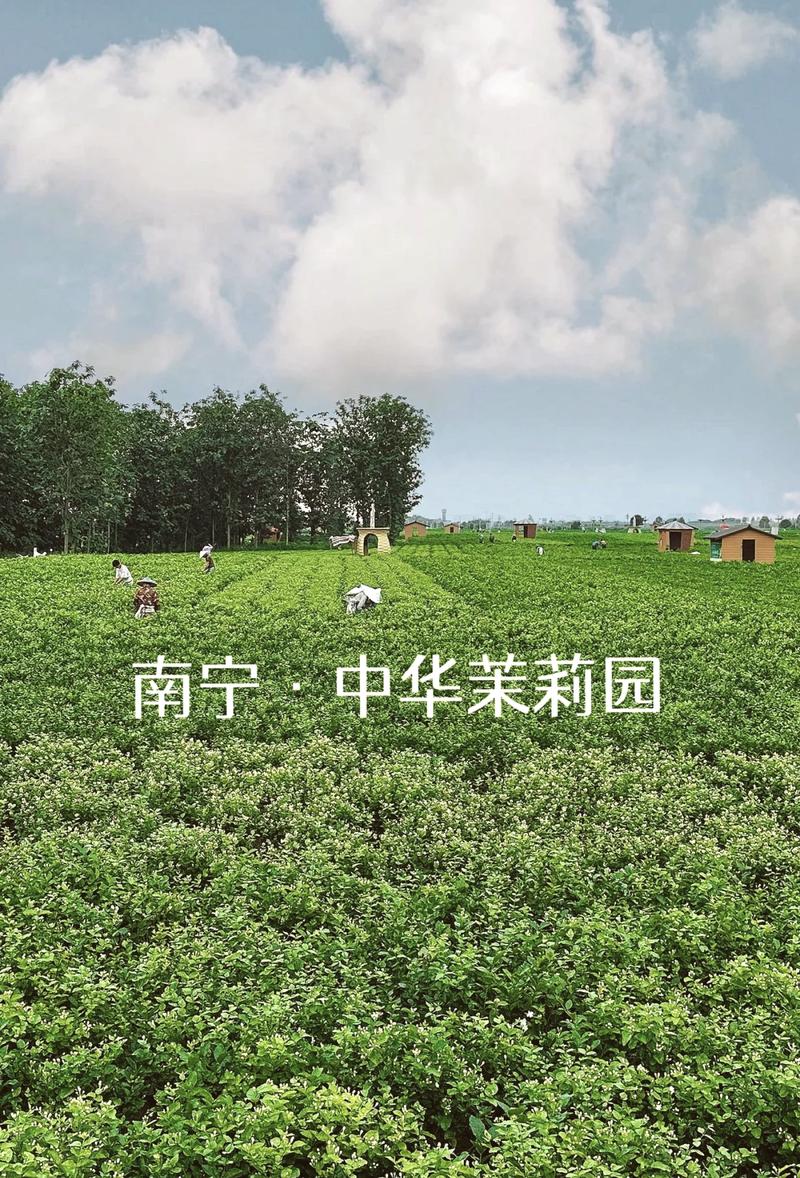 茉莉花開·香約橫州！2025橫州茉莉開采季即將開啟