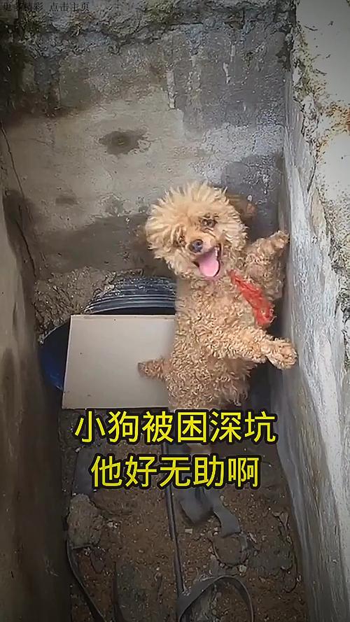 哭笑不得！山東大哥被自家狗子坑進溝