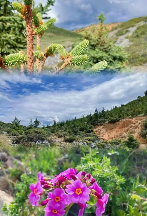“五一”假期即將來(lái)臨，快來(lái)香格里拉探秘這場(chǎng)繁花盛宴
