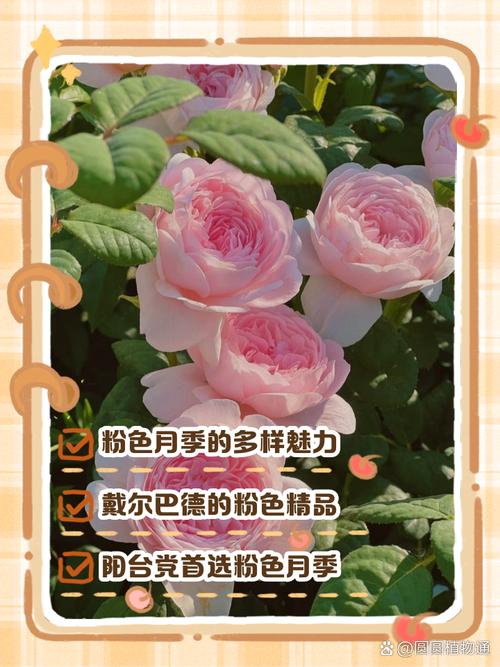 世界月季博覽會(huì)，您的“花香邀請(qǐng)函”已發(fā)出丨“月”讀·一朵花讀懂一座城